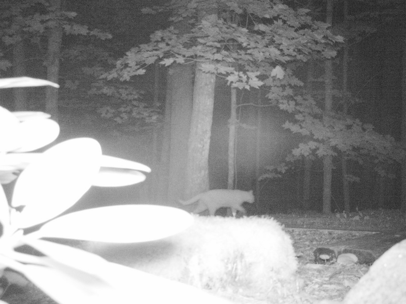 Illustration for article titled Camera Trap Practice